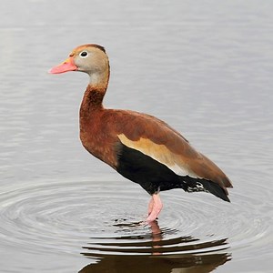 Black bellied whistling duck - Alchetron, the free social encyclopedia
