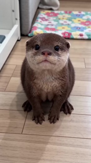 Adorable Baby Otter Moments | Cute Otter Compilation
