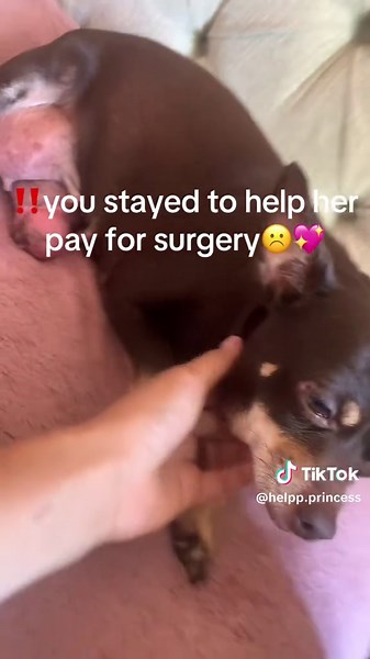 Link in bio! #Tatcha #help #chihuahua #donation #foryoupage #xyzbca #share #helppprincess #viral #dog #parati #gofundme #safepicha #4u #support #helpme #vet #surgery #ayuda #perrito