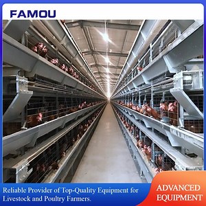 [Hot Item] Custom Broiler Chicken Cage System with Steel Construction for Modern Poultry Farming