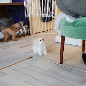 🥹❤ | Puppies Club