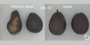 Una startup ha raccolto 110 milioni di dollari per fare durare di più gli avocado