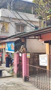 Langoor spotted at Siliguri Hakimpara, Atul Prasad Sarani, ward 15. | The Voice of Siliguri