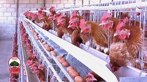 OBN Cyber Media | OBN አማርኛ