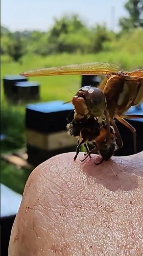 DRAGONFLY ATTACK!! #honeybee #insects