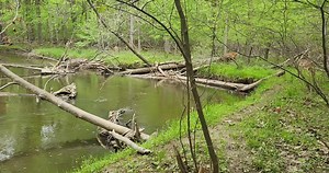 Hawk Island. Lansing, Michigan. #reels #HawkIsland | A Michigan Thing | Facebook