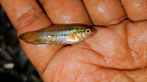 Kolkata Fishing on Reels