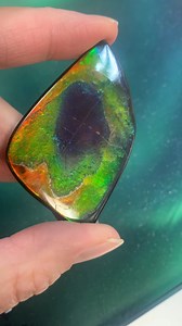 Getting ready for Tucson! We’ll have a beautiful selection of loose Ammolite gemstones, including AAA grade, and stunning Ammonite fossils available - some never seen before from our newly added mine. Get ready for iridiscense, color and rarity! PM for details. | KORITE Ammolite