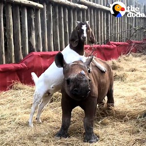 1.1M views · 10K reactions | Lonely baby rhino meets a very friendly goat and wrestles with him nonstop! | The Dodo | Facebook