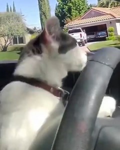 3.5K views · 162 reactions | Listen up, Virginia! When you get behind the wheel, keep your eyes on the road & be alert for vulnerable road users. Do your part to keep them safe!  ‍♀️ ‍♂️ ‍羚 瑩 ‍了 ‍尿   | Virginia Department of Transportation | Facebook