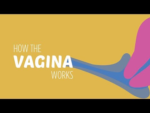 How the Vagina Works