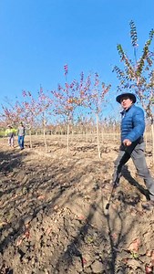 Crespon Astronomica Atmosférica Árbol de júpiter Crape Myrtle Lagerstroemia indica en el centro de producción Hidalgo Tamaulipas . Del Desierto al bosque en un momento . Pioneros en Producción de Especies Nativas y naturalizadas del Norte y altiplano mexicano . #arboles #arquitecturadelpaisaje #lagerstroemia | VIVEROS REGIONALES