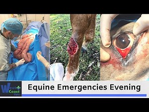 Equine Emergencies Evening - Colic, Wounds and Eyes