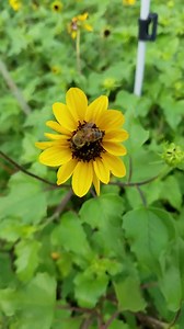 Onalee's Seeds Beach Sunflower, Dune Sunflower, Beach Daisy, (Helianthus debilis) Groundcover, Florida Native, Salt & Drought Tolerant (24+ Seeds) from USA