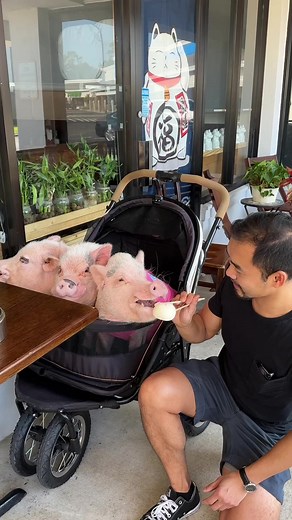 Prissy and Pop on TikTok