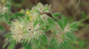Spanish Fly Lytta Vesicatoria Mating On: Stockvideos & Filmmaterial (100 % lizenzfrei) 3812714959 | Shutterstock