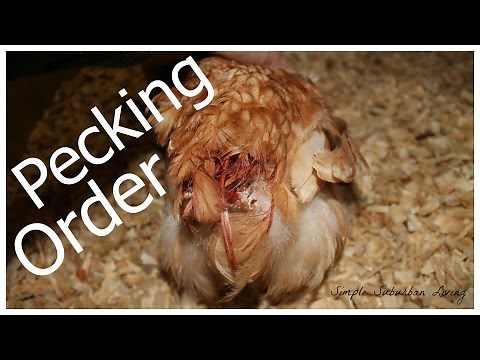 What To Do With a Picked on Chicken