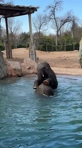 Young Zoo Elephants Enjoy Playing in the Water