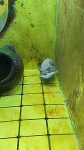 Stonefish eating prey in the wild | VOJA | Facebook