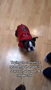 Someone call the ASPCA immediately Credit: @chadwickandgertie (tiktok) ❤️DM for credit or removal / All rights®️ are reserved & belong to their respective owners . . . #bostonterrier #bostonterrierlife #bostonterriergram | Boston terrier shop