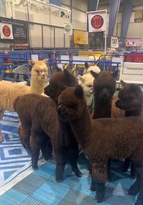 Alpacas show off in 20th Buckeye Alpaca Spring Show at Summit County Fairgrounds