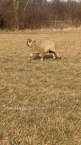 202K views · 7.7K reactions | That sheep never fails to make me laugh #reels #onehappyassfarm #farmlife #bennythesheep | One Happy Ass Farm | Facebook