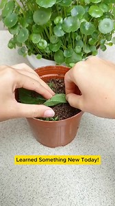 28K views · 279 reactions | Very effective wY to propagate hydrangea #HydrangeaTips #GardenHacks #GardeningTips #HomeGardening #garden #gardening #gardenproject #plants | Gardenizi | Facebook