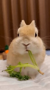 Cute Fluffy Bunny Eating Fresh Parsley Stockvideoklipp (helt royaltyfria) 3749663337 | Shutterstock