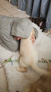 2.7K views · 74 reactions | Who wants puppy kisses and cuddles? | Silver Family Farm Labs | Facebook