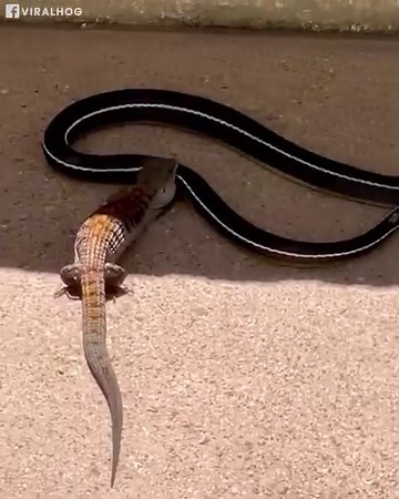 51K views · 324 reactions | Family witnesses a duel between a lizard and a snake in their backyard! 年 | Animal Lovers | Facebook