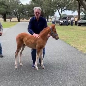 Benjamin Leon Jr. (owner of Besilu Collection) is truly a horse lover and is very passionate about the Paso Fino Breed. He has bred Paso Fino Horses for over 36 years. He has bred and owned many champions. Here is a video of him being hands on with a foal | Besilu Collection