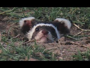 Marbled polecat (Vormela peregusna) fighting and interacting.