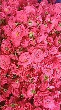 வாழ்க்கை என்றும் நிரந்தரமற்றது😔😥😥#sanjumasvlog