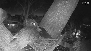 Tonight, while our female was making the nest more homey, her sweetheart flew in and gave her a fat, juicy rat as a love gift. ❤️ 🦉 🐀 🦉 ❤️ | Ennis Owl Cam