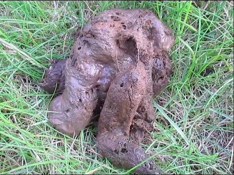 How to CLEAN DOG POOP OFF your SHOE 3 ways to do it !!!