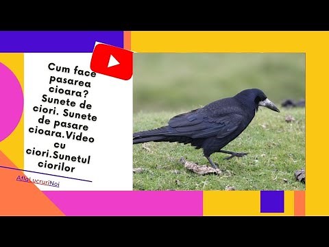 Cum face pasarea cioara?Sunete de ciori. Sunete de pasare cioara.Video cu ciori.Sunetul ciorilor