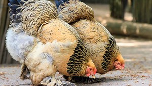 Buff Brahma Bantam: todo lo que necesitas saber - Guia 2026 • Pollo.info
