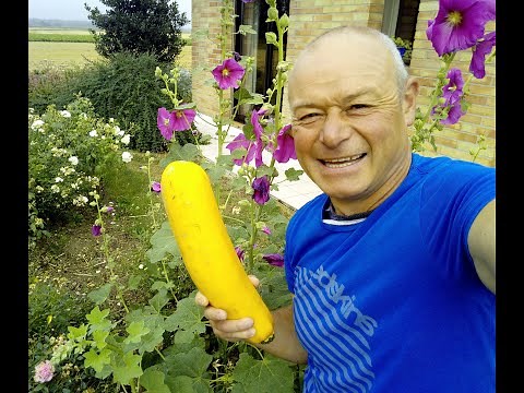 Faites vos graines d'haricots verts mode d'emploi