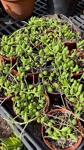 Propagating my Curio herreanus 🌱 | Unique Succulent Designs