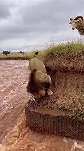 87M views · 775K reactions | A male lion performs an astonishing rescue, carefully carrying a stranded lamb from a raging river back to safety, reuniting it with an adult sheep. | Paul Vu Tv | Facebook