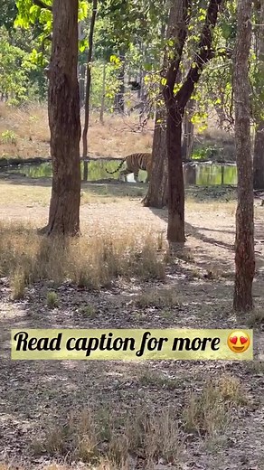 What an extraordinary day it was at the Pench Tiger Reserve today! 😍 I had the incredible luck of encountering not just one, but TWO renowned tigers that are highly celebrated here! During the summer season, the chances of spotting tigers near water bodies are at their peak. Today was a stroke of extraordinary luck. My camera roll is filled with breathtaking photographs and extensive videos of these majestic creatures. 🐯 😍❤️ We took on the morning safari from the Pench Turia Gate, the core zo