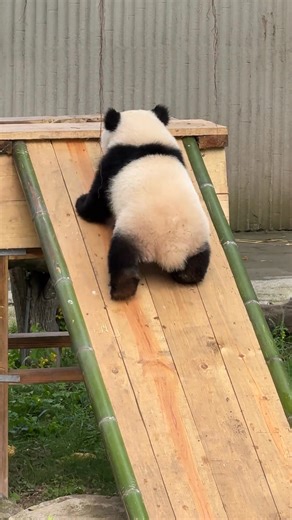 You are tottering while learning to walk, and we are laughing heartily! The giant panda "Qi Sanmei", who is about to turn 1 year old, is slowly unlocking the skill of sliding down the slide. She is soft, cute and healing. | Beautiful places in China