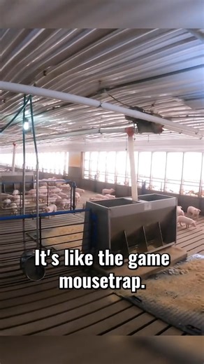 Getting in weaner pigs #pig #farmlife #agriculture | This’ll Do Farm