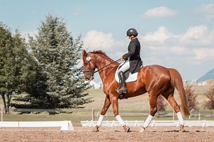 Structural Shivers & Stringhalt — Resilient Equine