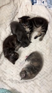 Saturday is for naps 💤💤 . lavender is always watching the camera 📱🤳 she’s a natural star 🌟✨ . #plant_kitties | Foster Kitten Tails