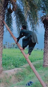 26K views · 552 reactions | Malik ki sari khajoor brbad krdi  | Shabira badmash | Facebook