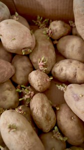 6K views · 97 reactions | Planting potatoes can be a rewarding...