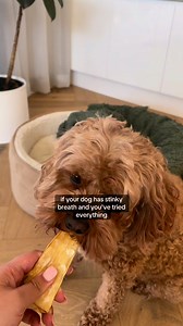 16K views · 28 reactions | As a devoted dog owner, I always thought I...