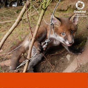 12 reactions · 14 shares | Snares are indiscriminate in their...