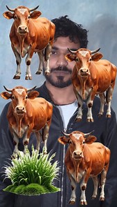 15K views · 1.8K reactions | Gay ka Number Batao ? #reels | Anuj Tutter | Facebook